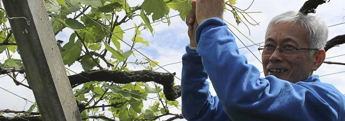 原茂園莊主及釀酒師Shintaro Furuya先生為我示範如何對棚架栽培的葡萄進行整枝。
