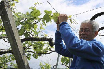 原茂園莊主及釀酒師Shintaro Furuya先生為我示範如何對棚架栽培的葡萄進行整枝。