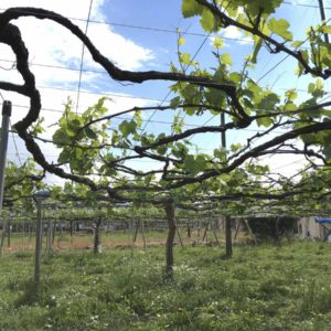 在日本常用的棚架式（pergola）栽培；這種方式可增加葡萄與地面的距離，有助通風，減少潮濕對葡萄的傷害。葡萄農常在棚架下使用大型風扇。