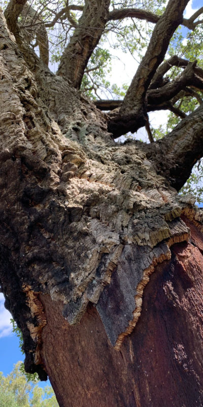 古老的軟橡木樹Quercus Suber聳立在Bosco di Santo Pietro森林之中