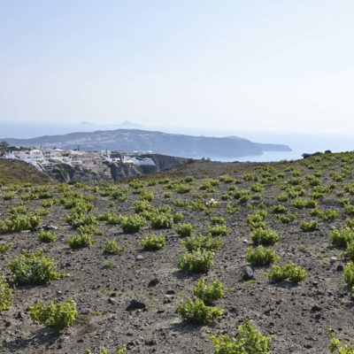 在峭壁上的葡萄農地，因為氣候乾燥，修剪成Kouloura的葡萄樹散佈得較為疏落